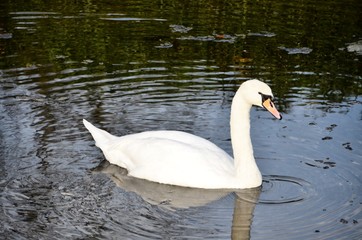 Schwan im Rhein_0100