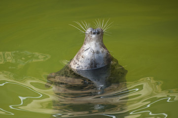 Fur seal emerges from the water.