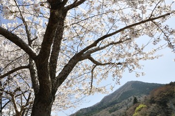 サクラ咲く春の鳥ノ胸山
