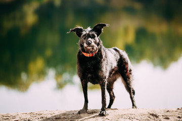 Small Size Black Dog in grass near river, lake. Summer 