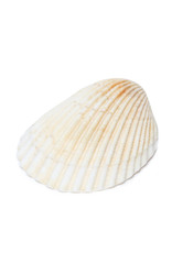 Sea Shell Isolated on White.