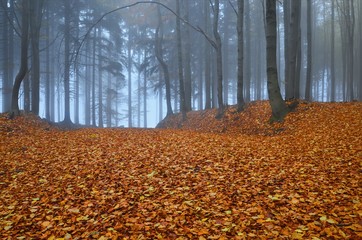 A lonely road in the forest