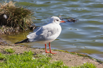 Obraz premium Lachmöwe am Natursee