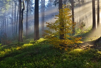 sunbeams in the autumn forest
