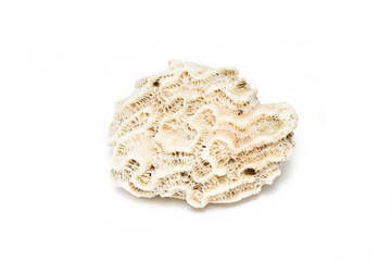 Brain coral stone isolated on white.