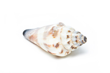 Sea shell isolated on white.