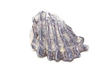 Sea shell isolated on white.