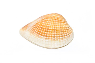 Sea shell isolated on white.