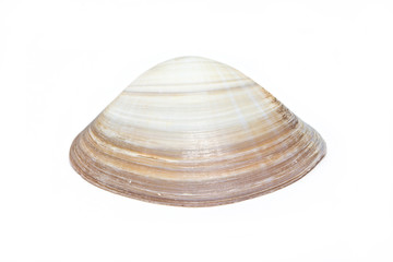 Sea shell isolated on white.