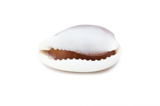 Sea shell isolated on white.