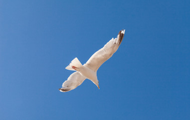 Herring Gull on the blue sky