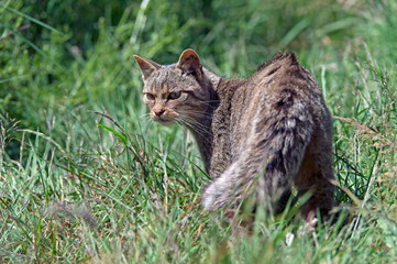 Naklejka na ściany i meble Scottish Wildcat (Felis Silvestris Grampia)/Scottish Wildcat prowling in long green grass