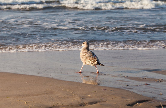 Herring Gull on the sandy beach