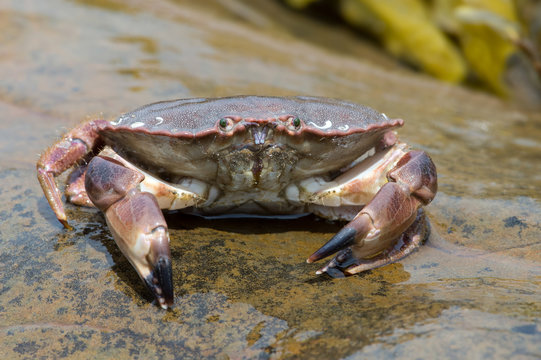 Brown Crab (Cancer Pagarus)/Brown Crab on a large wet rock