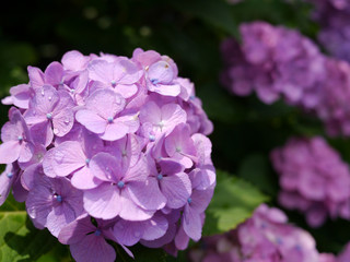 梅雨晴れの紫陽花