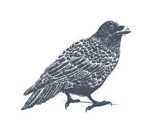 Black Raven Engraving Illustration