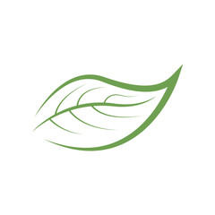Fototapeta premium unique leaf