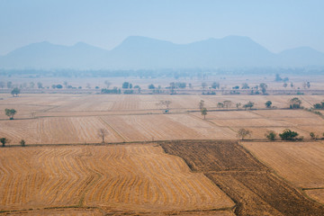  Top view of paddy field in Kanchanaburi, Thailand