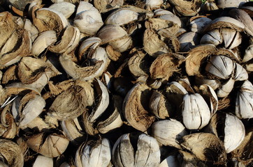 Pile of discarded coconut shell