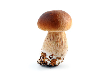 penny bun mushroom isolated on white background. Boletus edulis
