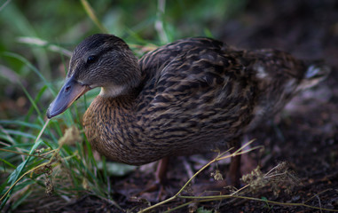Duck in a city park city Samara