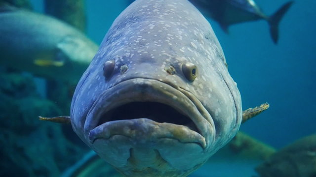 Giant or Queensland grouper fish.
