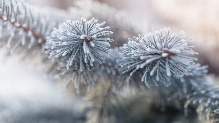 Naklejka na ściany i meble fir branch in hoar frost on cold morning