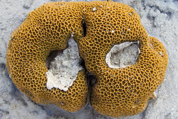 Sea shell at the beach in thailand