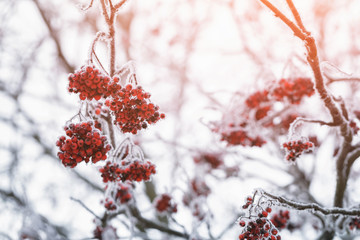 rowan berries covered with frost