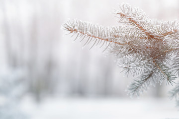 fir branch in hoar frost on cold morning
