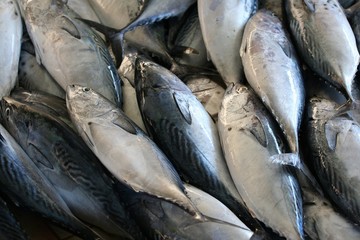 frische Fische auf dem Fischmarkt im Oman