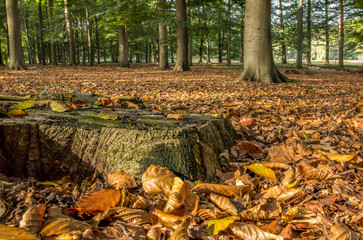 Fall in the woods