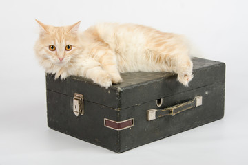 The cat is lying on an old suitcase with a gramophone on a white background