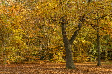 Fototapeta premium Autumn in a park with bright yellow and orange colors