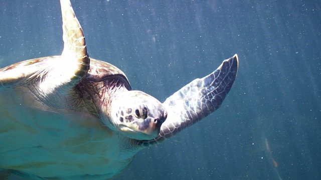 Green turtle swimming.
