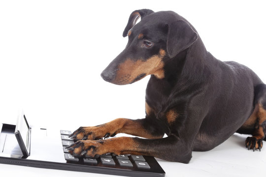 chien Manchester terrier avec calculette