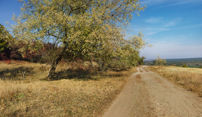 Fototapeta premium Ground road