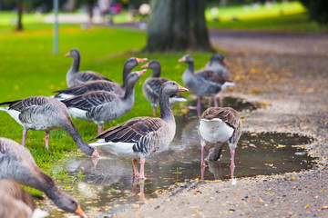 Goose. Wild goose