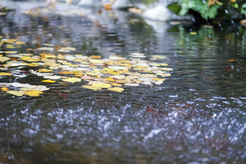 autumn in a city park