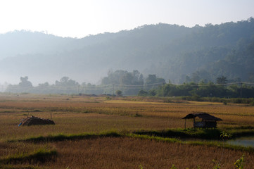 Farmers on paddy field in Laos