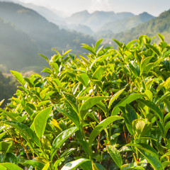 Tea leave in the field