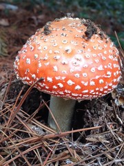 ベニテングダケ