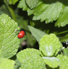 red beetle