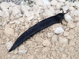 slug