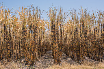 Fototapeta premium New style background,sugarcane field burned.