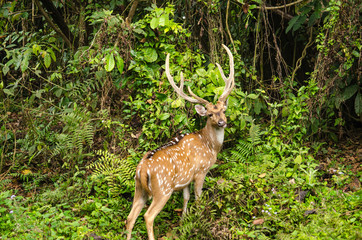 Naklejka na ściany i meble Chital is deer ,live in forest and is herbivorous