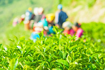 Tea field