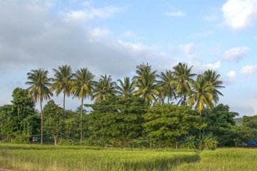 Fototapeta na wymiar beautiful green rice field and coconut trees