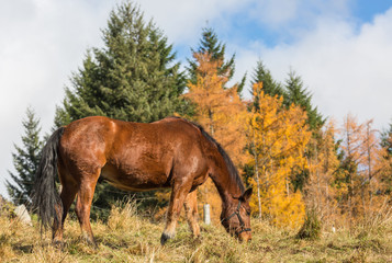 cheval brun au pré