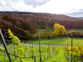 Weinberge im Herbst